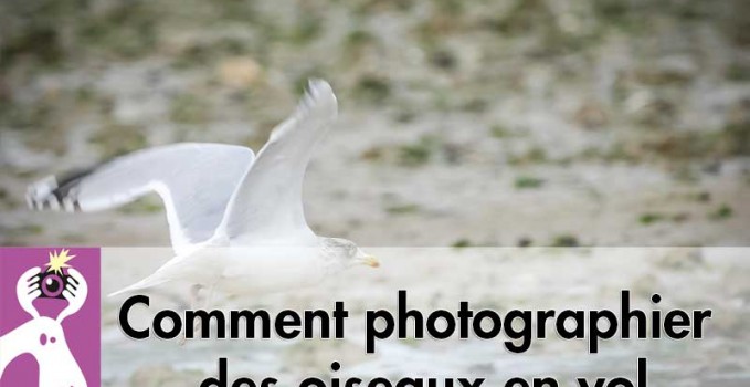 Comment Photographier Des Oiseaux En Vol